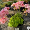 Pelargonium 'Elmsett' - Pelargoon 'Elmsett' P9/0,55L